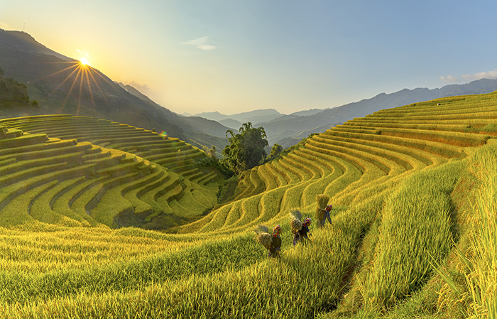 Mu Cang Chai rice terraces in Yen Bai. Photo: Le Viet Khanh